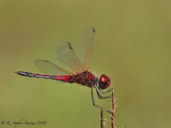 Celithemis bertha, male